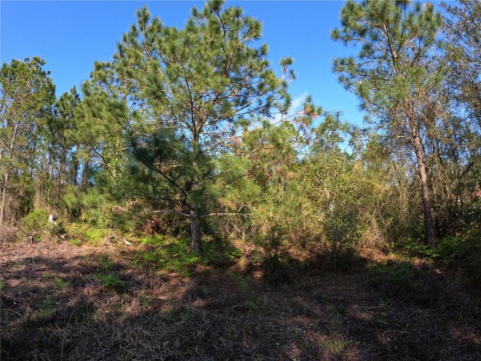 На продажу: $39,000 (2.45 acres)