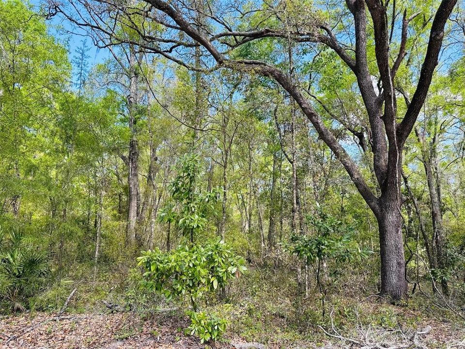 待售: $460,000 (40.00 acres)