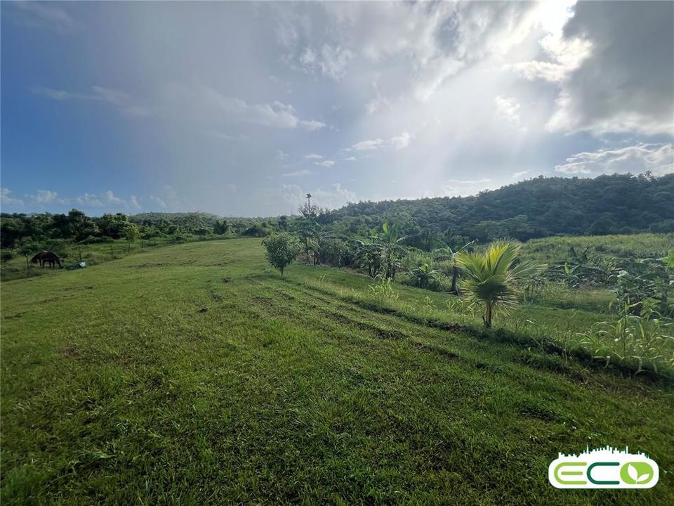 For Sale: $675,000 (16.60 acres)