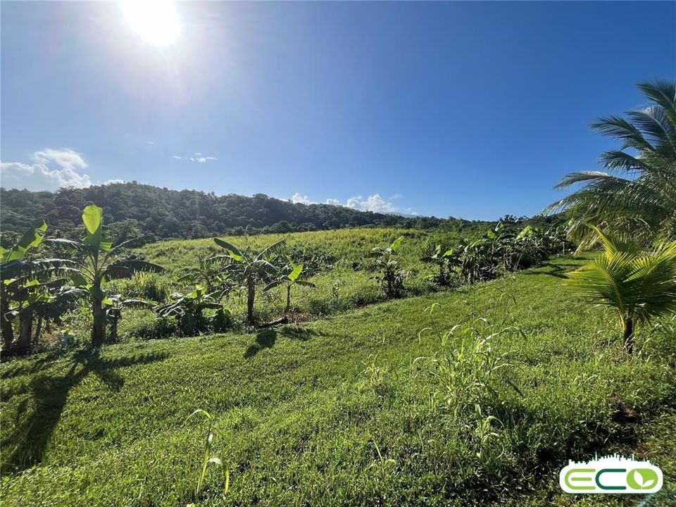 For Sale: $675,000 (16.60 acres)