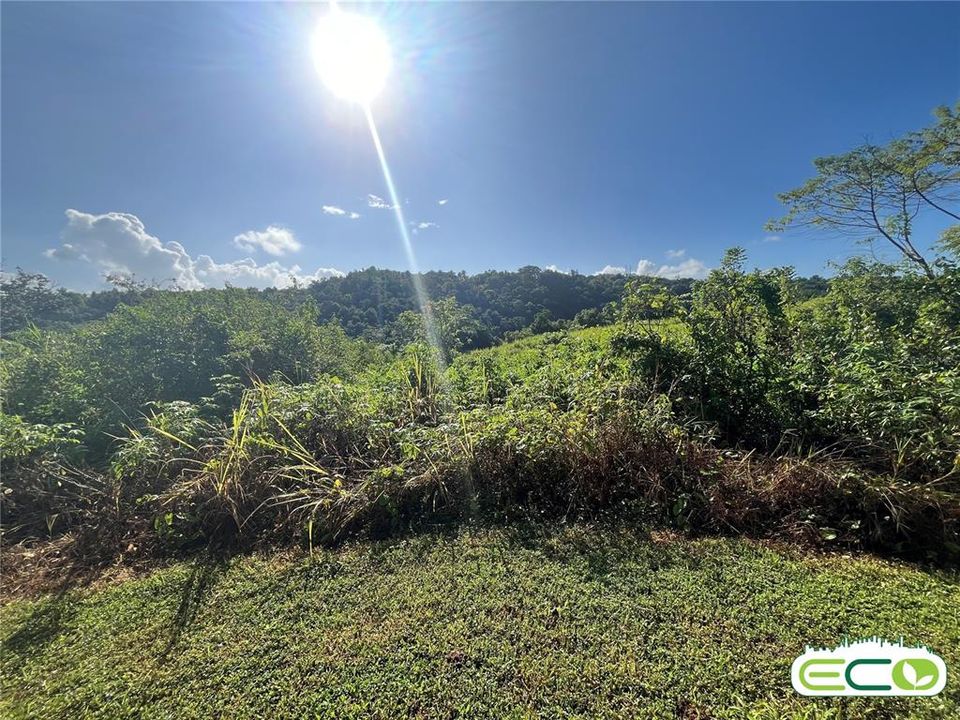 For Sale: $675,000 (16.60 acres)