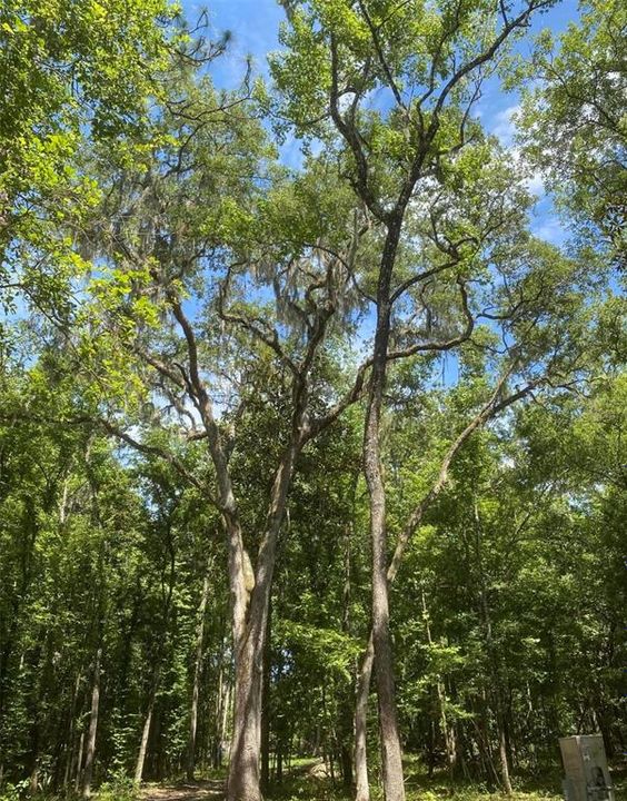 待售: $283,000 (4.50 acres)