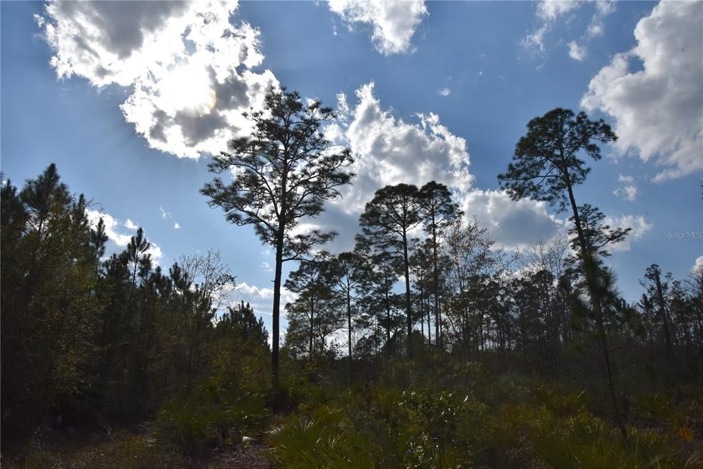 For Sale: $34,900 (2.50 acres)