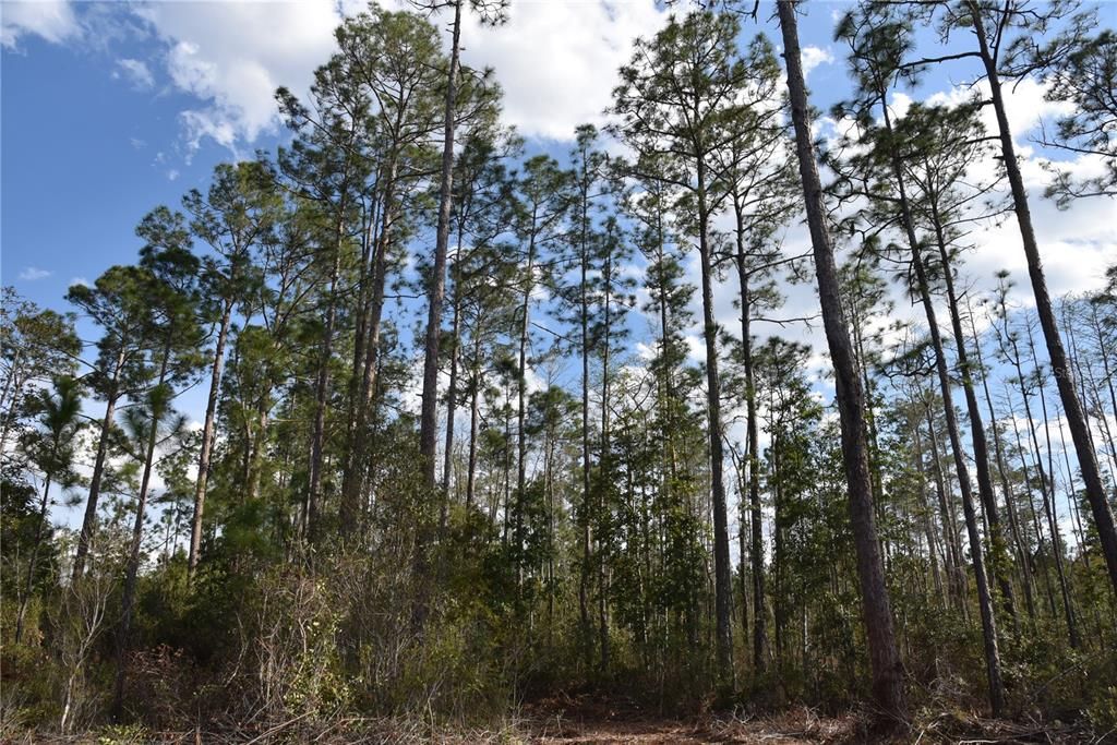 For Sale: $34,900 (2.50 acres)