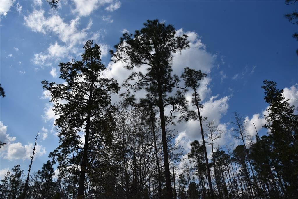 For Sale: $34,900 (2.50 acres)