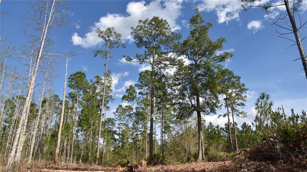 For Sale: $34,900 (2.50 acres)