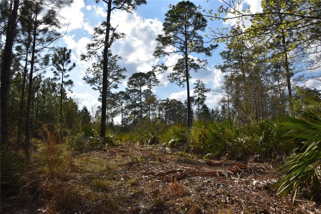 For Sale: $34,900 (2.50 acres)