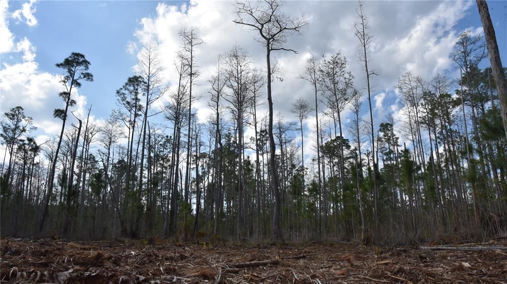 For Sale: $34,900 (2.50 acres)