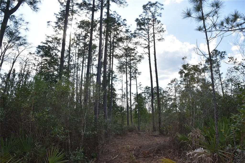 For Sale: $34,900 (2.50 acres)