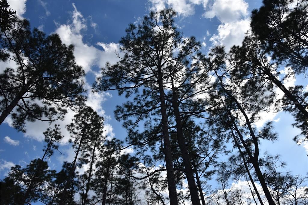 For Sale: $34,900 (2.50 acres)