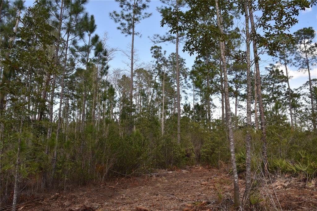 For Sale: $34,900 (2.50 acres)