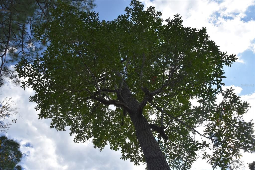 For Sale: $34,900 (2.50 acres)