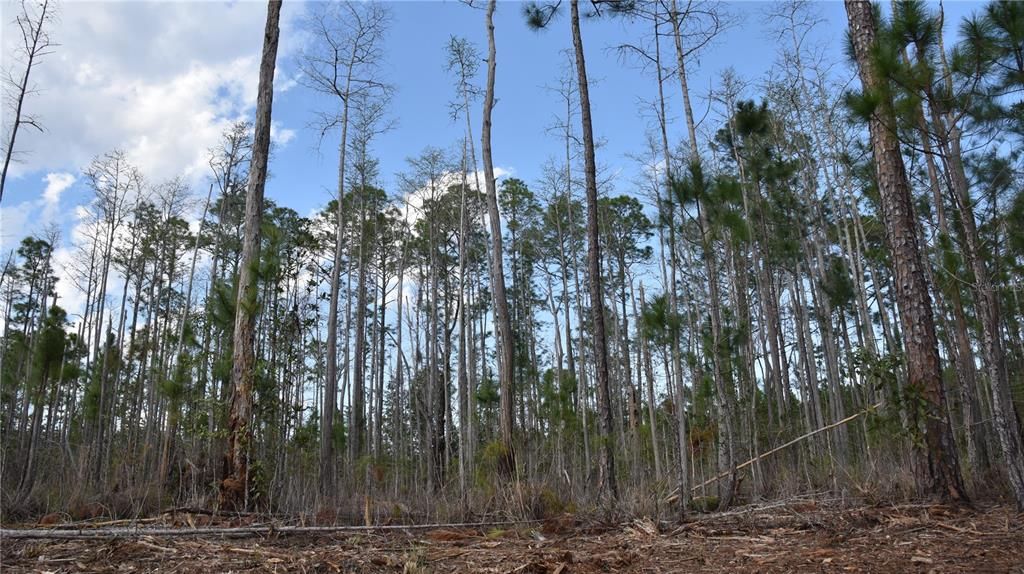 For Sale: $34,900 (2.50 acres)