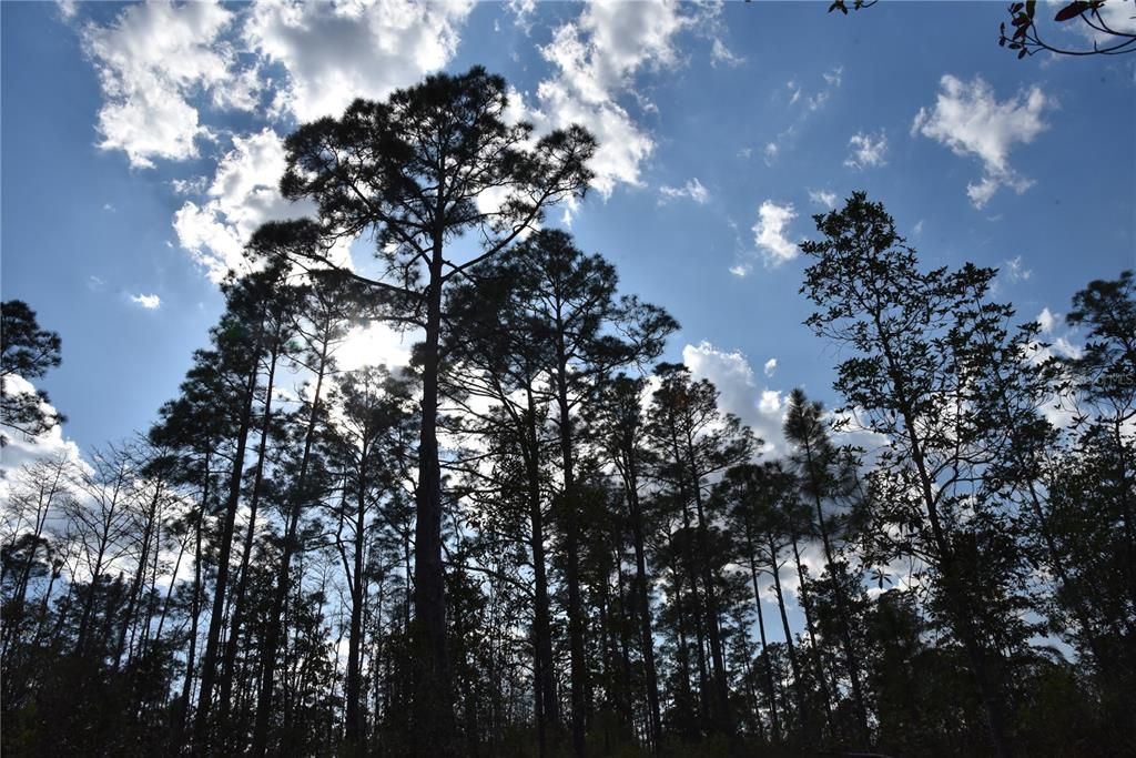 For Sale: $34,900 (2.50 acres)