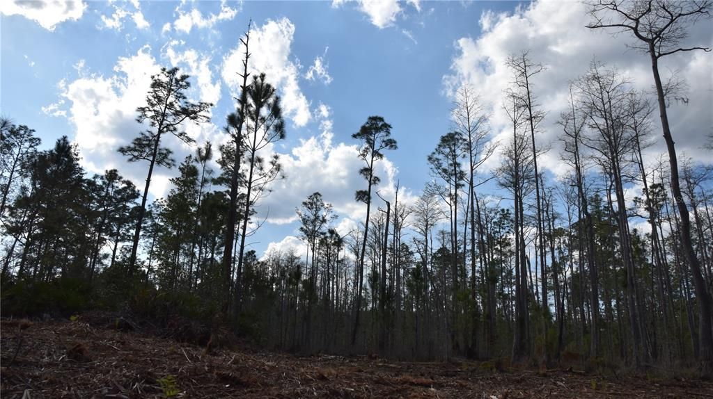 For Sale: $34,900 (2.50 acres)