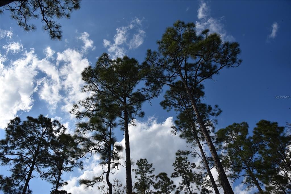 For Sale: $34,900 (2.50 acres)