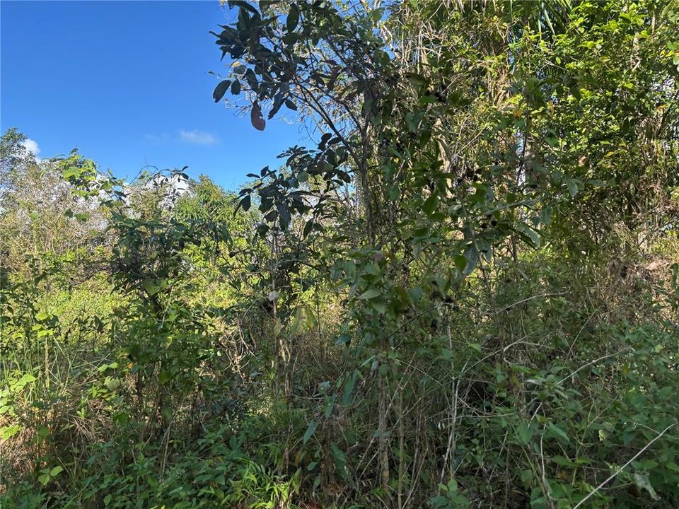 На продажу: $340,000 (16.20 acres)