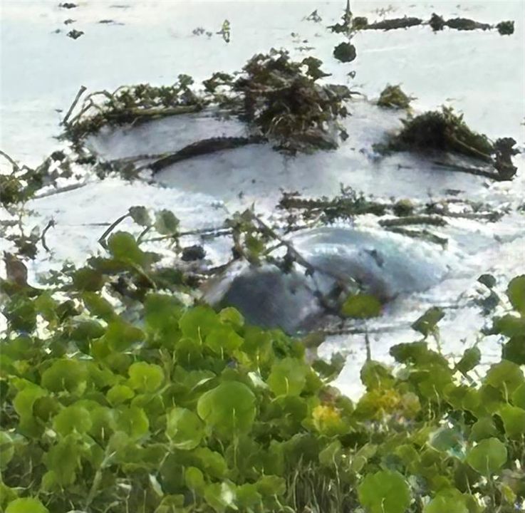 待售: $240,500 (2 贝兹, 2 浴室, 1200 平方英尺)