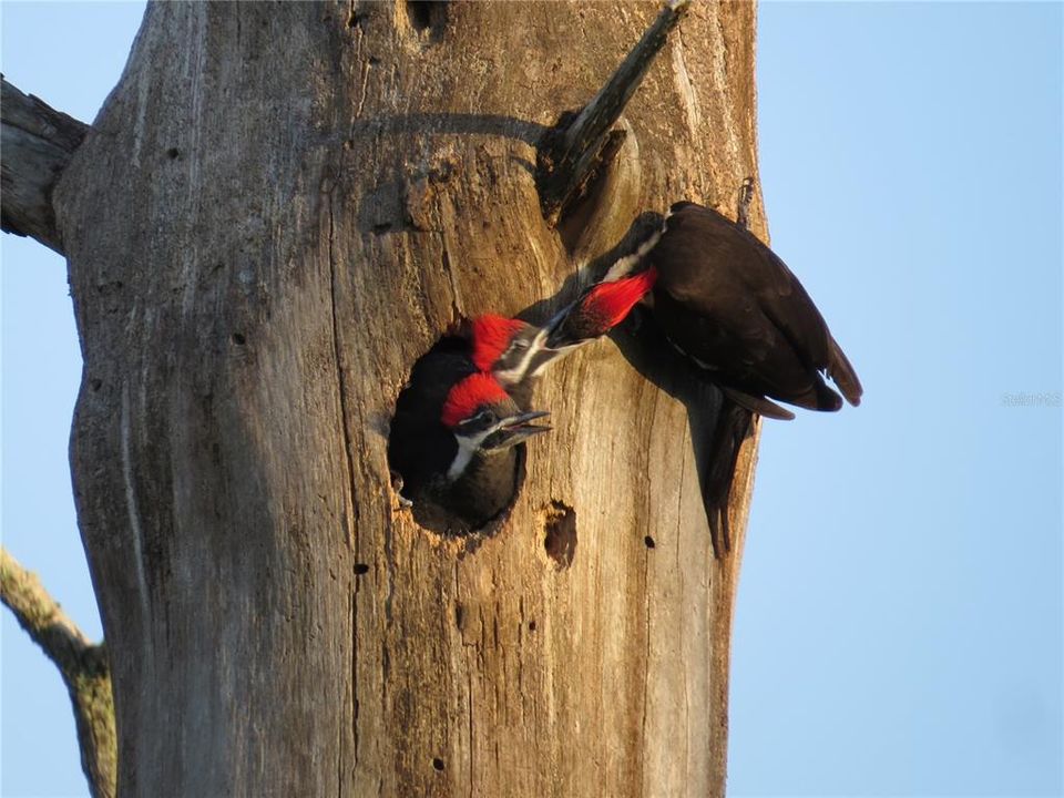 Active With Contract: $599,000 (3 beds, 2 baths, 1948 Square Feet)