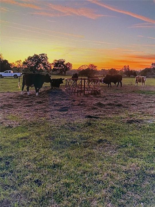 En Venta: $329,500 (7.50 acres)