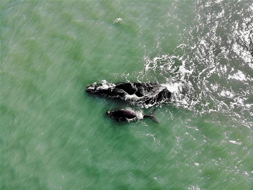 For Sale: $1,495,000 (0.26 acres)