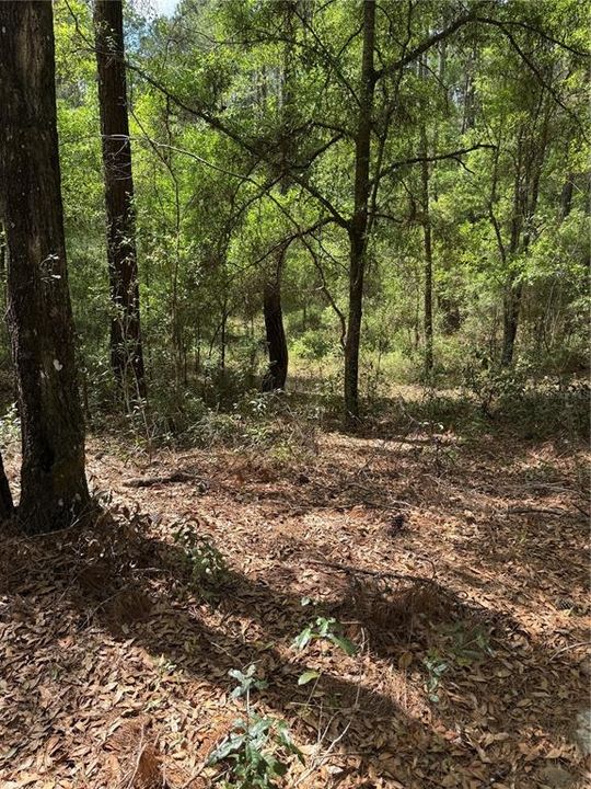 待售: $18,000 (0.23 acres)