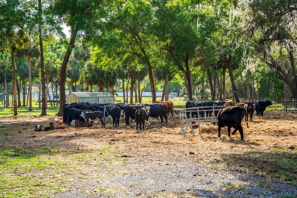 待售: $2,000,000 (62.02 acres)