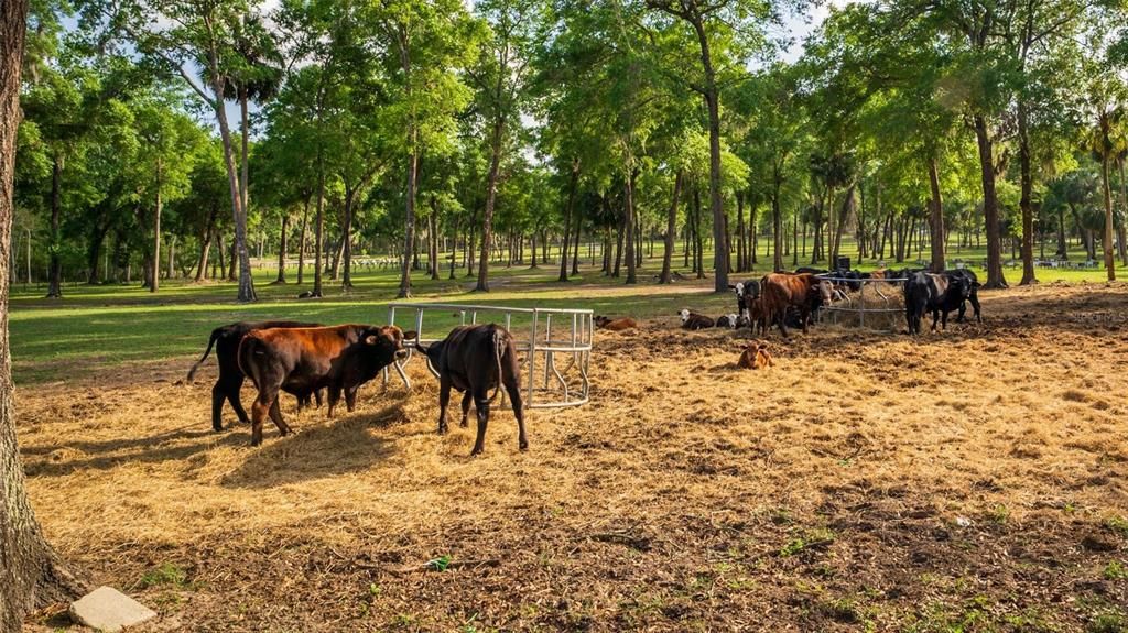 待售: $2,000,000 (62.02 acres)