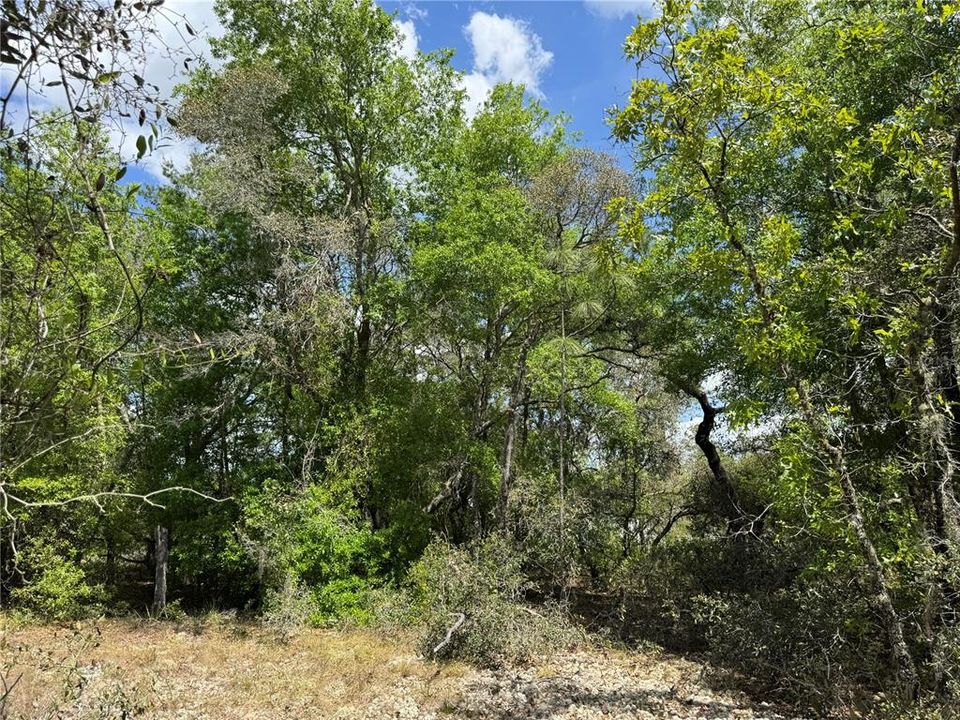 For Sale: $13,000 (0.24 acres)