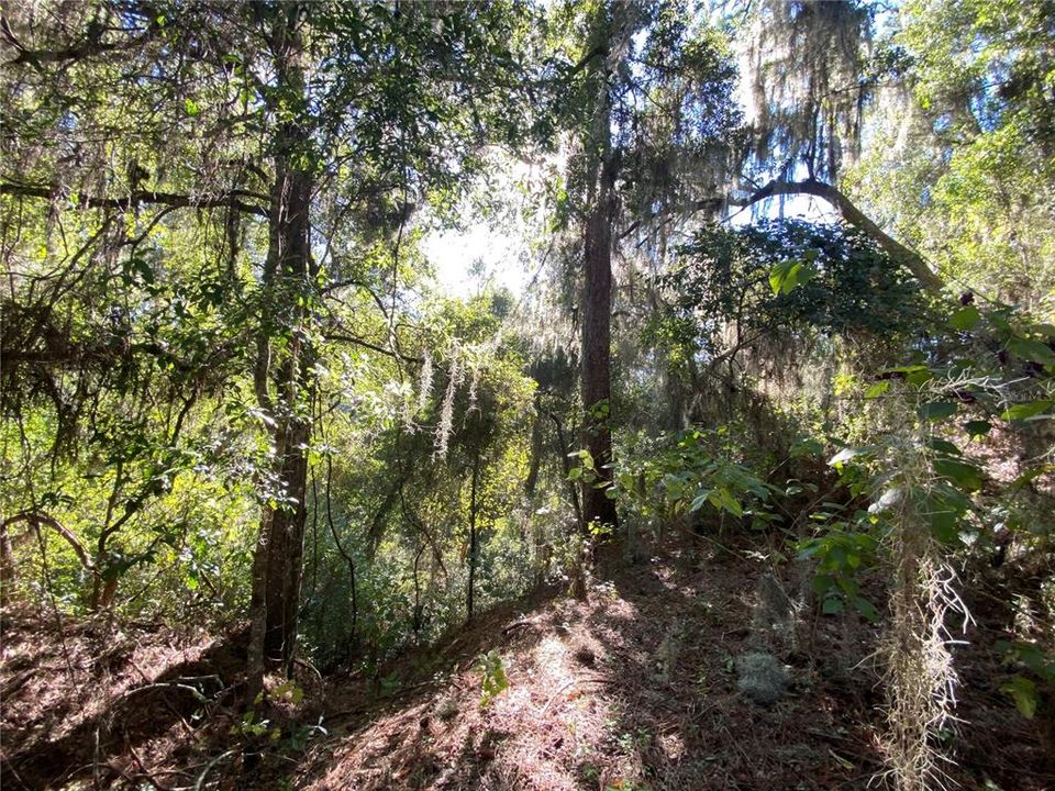 For Sale: $515,000 (18.65 acres)