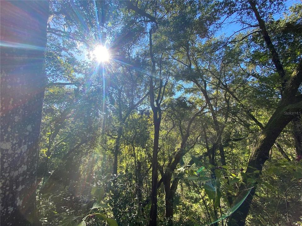 For Sale: $515,000 (18.65 acres)