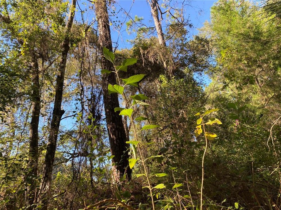 For Sale: $515,000 (18.65 acres)