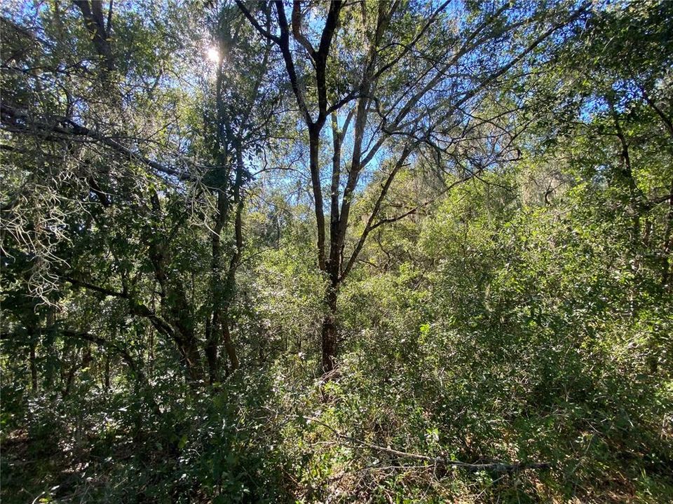 For Sale: $515,000 (18.65 acres)