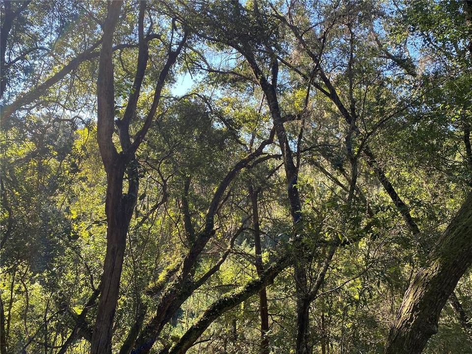 For Sale: $515,000 (18.65 acres)