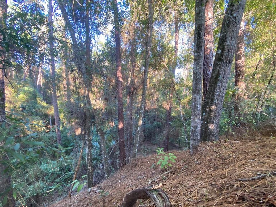 For Sale: $515,000 (18.65 acres)