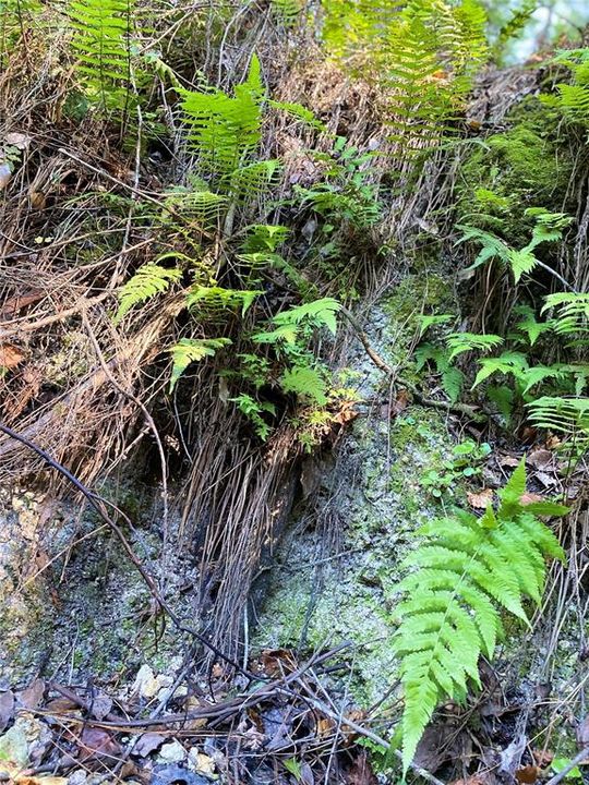 For Sale: $515,000 (18.65 acres)