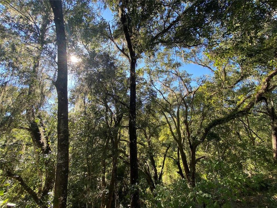 For Sale: $515,000 (18.65 acres)