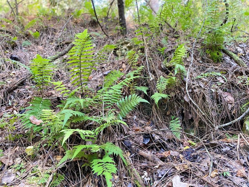 For Sale: $515,000 (18.65 acres)