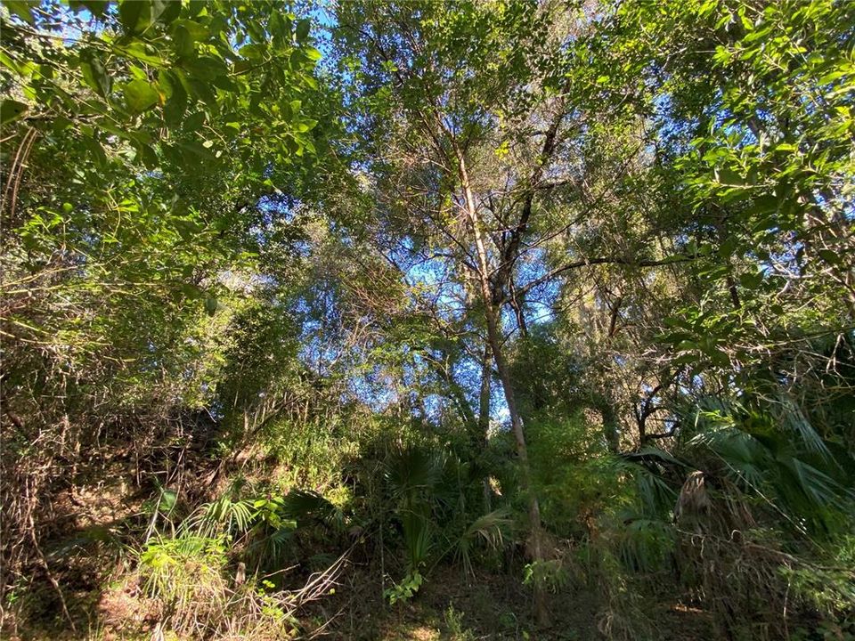 For Sale: $515,000 (18.65 acres)