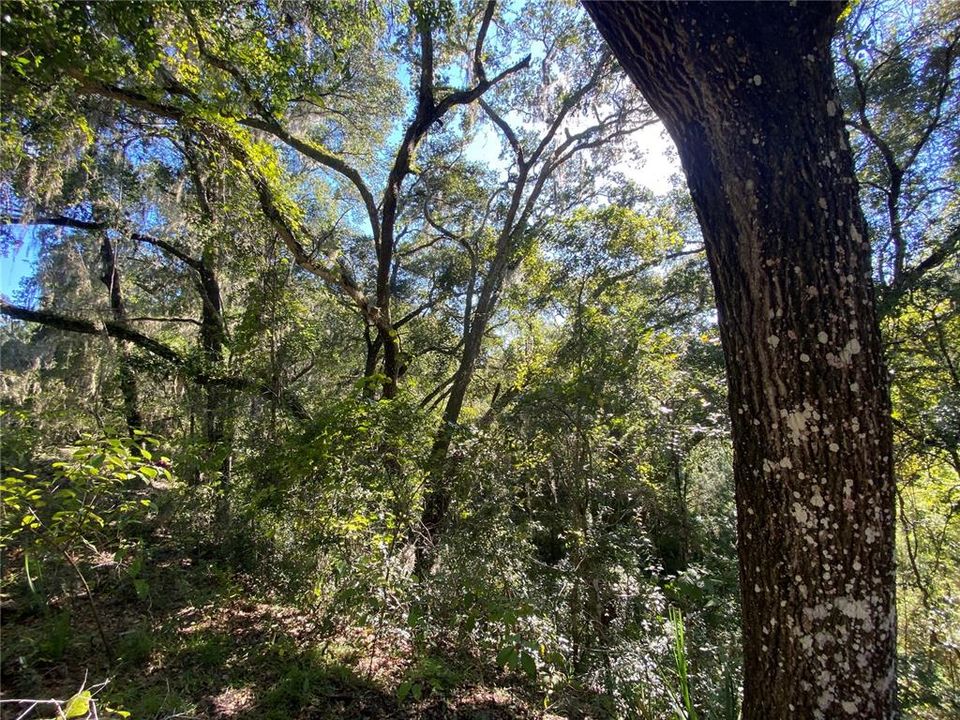 For Sale: $515,000 (18.65 acres)