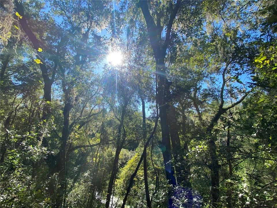 For Sale: $515,000 (18.65 acres)