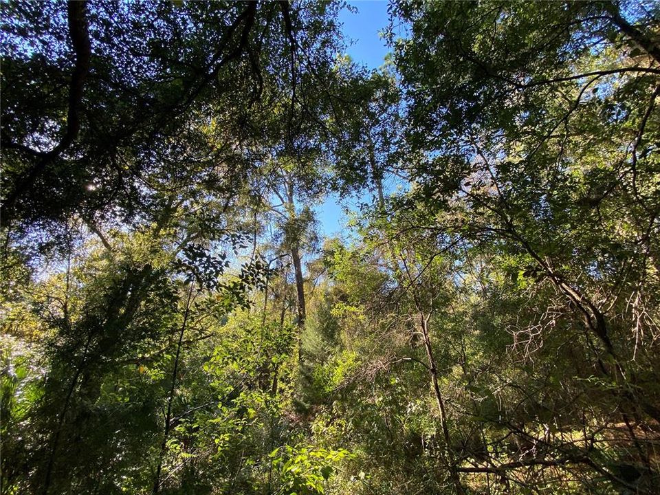 For Sale: $515,000 (18.65 acres)