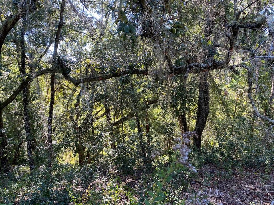 For Sale: $515,000 (18.65 acres)