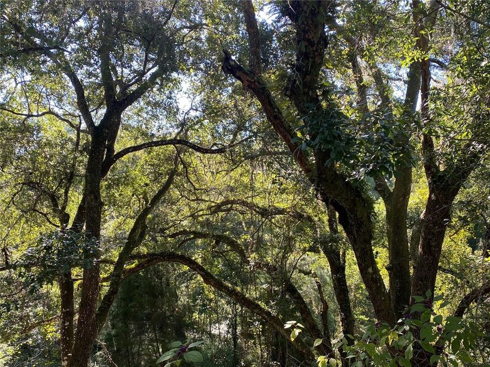 For Sale: $515,000 (18.65 acres)