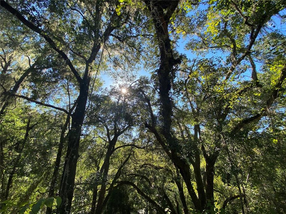 For Sale: $515,000 (18.65 acres)