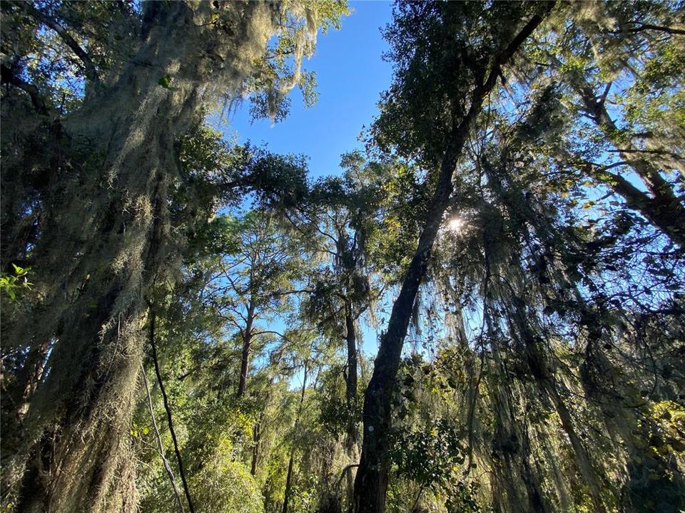 For Sale: $515,000 (18.65 acres)