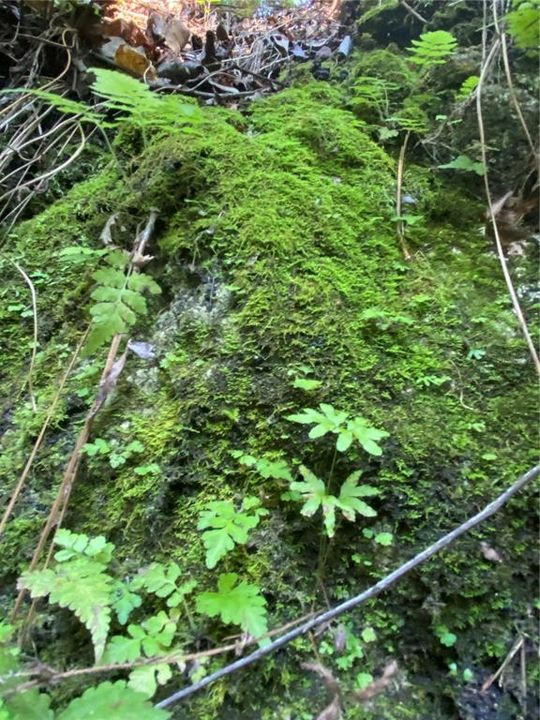 En Venta: $499,000 (18.10 acres)