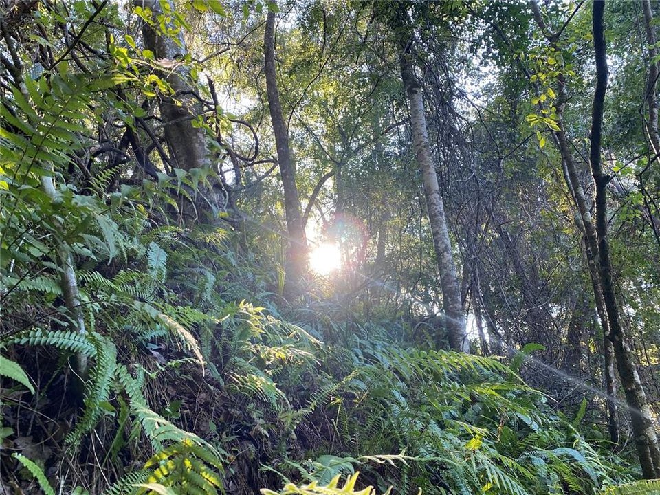 En Venta: $499,000 (18.10 acres)