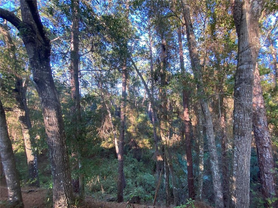 En Venta: $499,000 (18.10 acres)