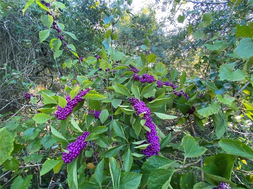 En Venta: $499,000 (18.10 acres)